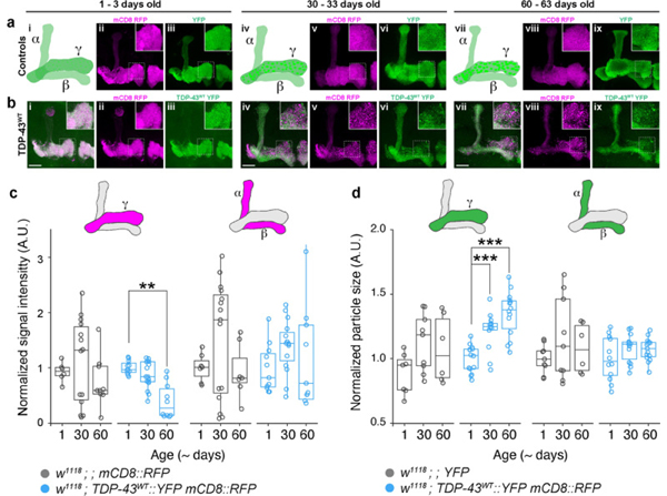 Immunofluorescence using GFP FITC